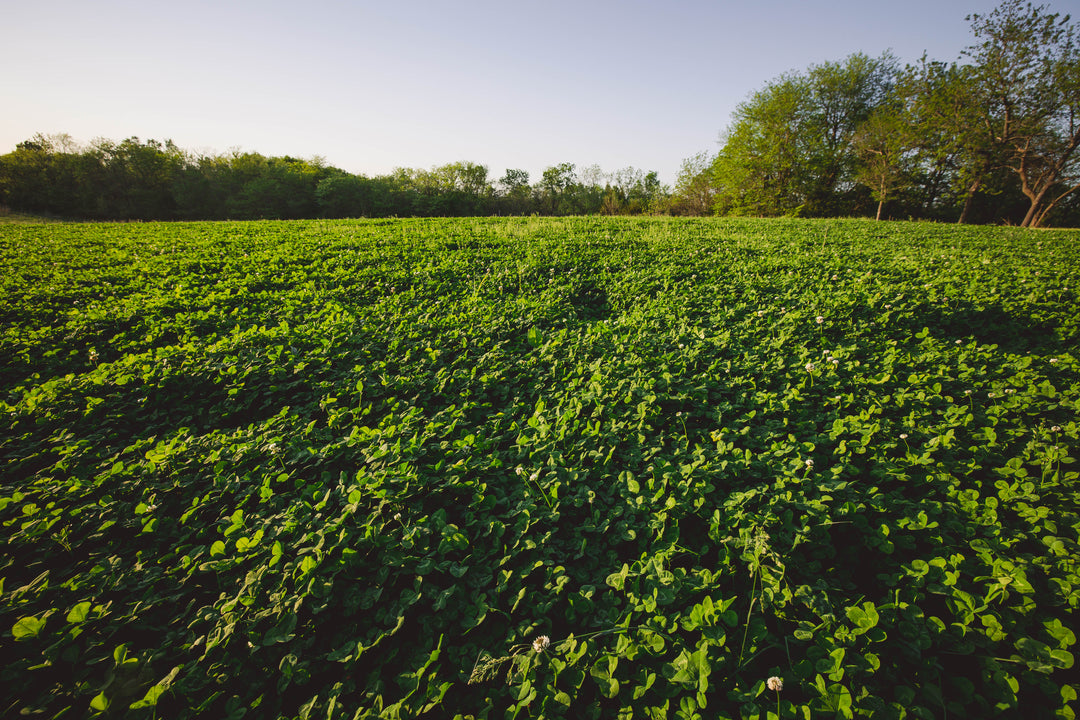 A Whitetailer's Guide to Spring by Ben Rising