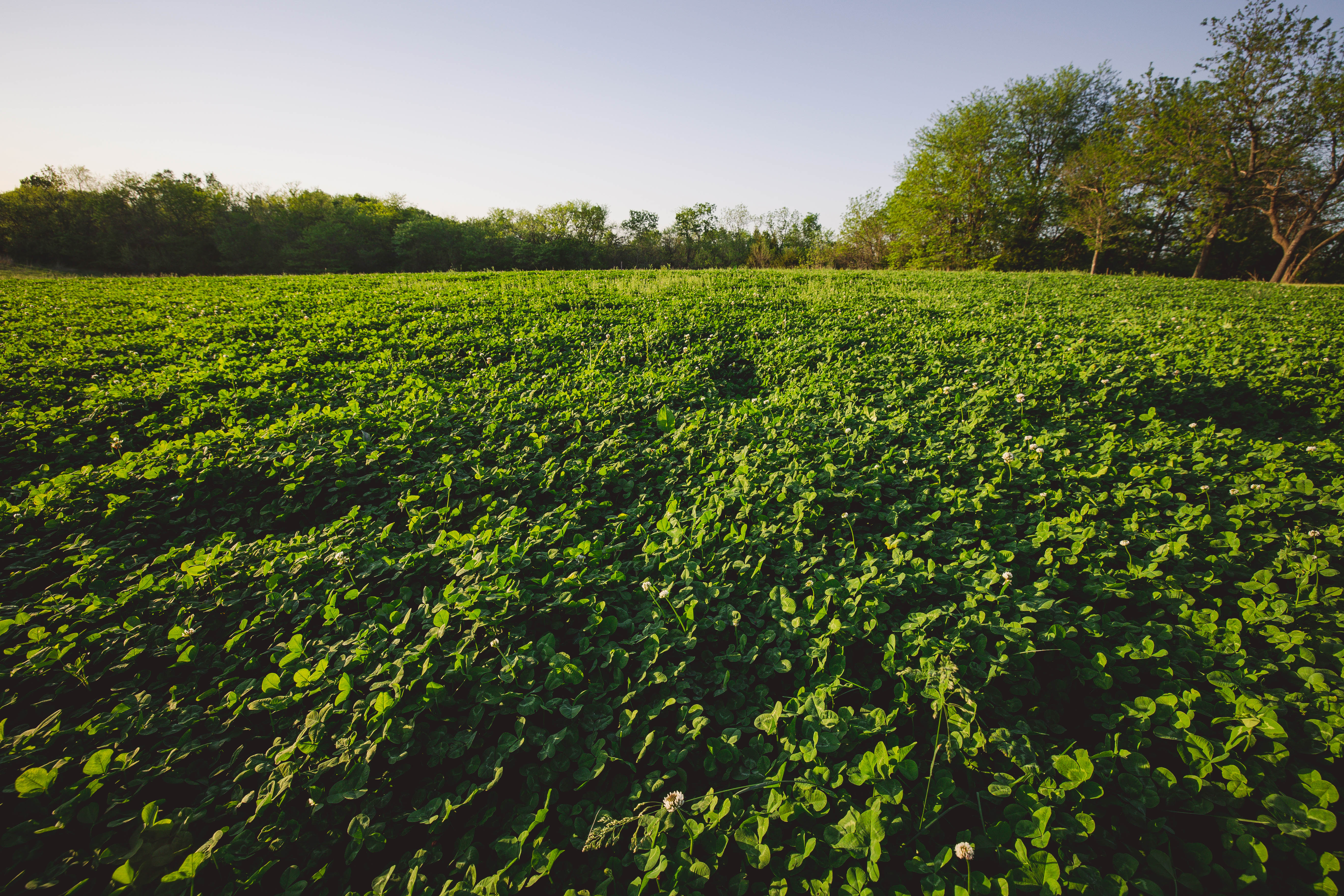A Whitetailer's Guide to Spring by Ben Rising