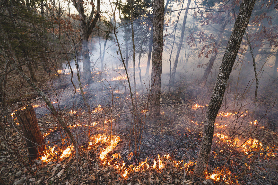 Whitetail Land Management with Shawn Luchtel
