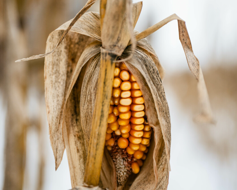 Late Season Whitetail Tactics: Finishing Strong When Temperatures Drop